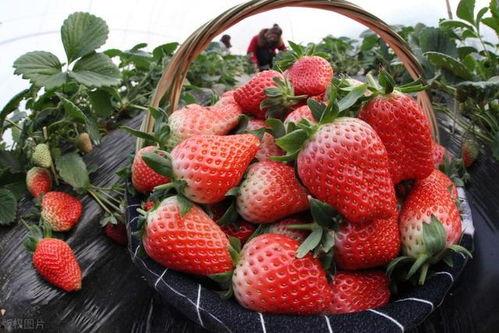 草莓农药爆料视频,揭秘视频曝光惊人内幕